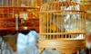 How to Cover Your Pet Bird Cage Properly