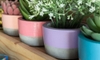 How to Make Cement Planters