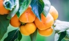 3 Reasons You Should Plant Persimmon Trees