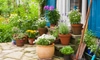 Make Your Own Self-Watering Garden Pots