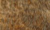 How to Clean a Bearskin Rug