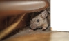 scared mouse hiding in a corner