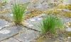 Weeds growing up through the cracks in pavers