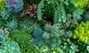 7 Ways to Create a Luscious Drought-Tolerant Garden