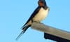 A barn swallow perched on the roof, planning a nest in your ductwork.