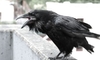 How to Repel Crows