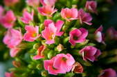 Vibrant, pink kalanchoe blooms.