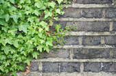 ivy on a brick wall