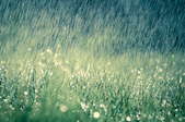 Rain falling on grass.