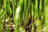 A close-up of grass blades growing up from the soil.