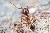 small ant on a rocky surface with antenna up