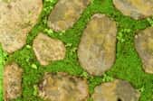 A stone and moss walkway. 