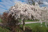 A weeping cherry tree.