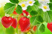 A flowering strawberry fruit in the sun