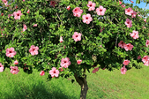 short, healthy hibiscus tree with green leaves and pink flowers
