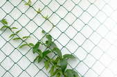 wire fence with vines growing on it