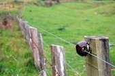 An electric fence run around the outside of a pasture.