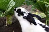black and white rabbit nibbling vegetables in garden