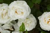 White roses.