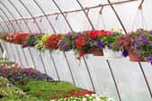 Greenhouse With Flowers
