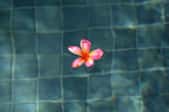 water in a tile pool with a pink flower blossom