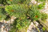 Branch of spruce tree