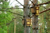 wooden bat homes on pine trees