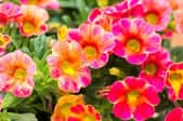 beautiful colorful petunias
