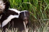 A close look at a skunk in some tall grass.