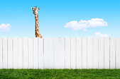 A giraffe peeks over a fence.