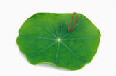 A lilypad with a paperclip.