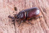 A cockroach on wood.