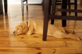 Dog laying on hardwood floors under a table.
