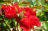 How to Plant a Knock Out Rose