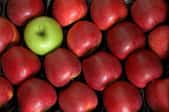 Organic Fruit - How To Successfully Store Apples