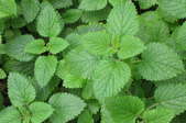 Chervil, The Herb of New Life 