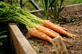 6 Tips for Transplanting Carrots