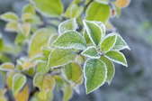 Caring for Sage during Winter