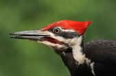 A closeup view of a male Pileated Woodpecker.