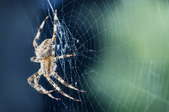 spider on a spider web