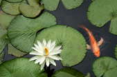 Lily pads and a fish in water.