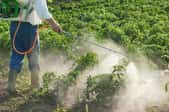 Fighting Pests: Fuchsia Defense