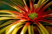A closeup of the bromeliad nicknamed the 