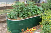 Tomato plants in a green water trough