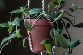 plants in pots in macrame household