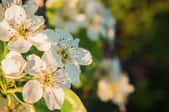 white blooms on flowering pear tree