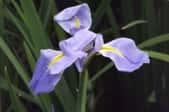 A close-up of a wilting iris bloom.