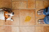 puppy and pee puddle on tile flooring