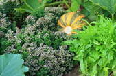close up veggie garden