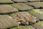 Mossy roofing tiles in need of cleaning and repair.